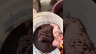 Aise lagaye apne plant ko special soil mixing video plant growth na kare toh batana #homemade #plant