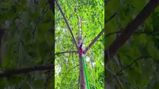 High altitude  tree pruning tool #goodtools #smartwork