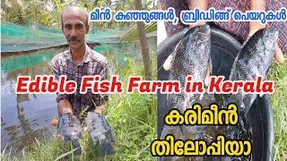 Edible Fish Farm in Kerala |Ornamental fishes | റെഡ്ബെല്ലി-നട്ടർ മത്സ്യകൃഷി |karimeen Fish Farm