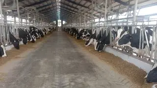 Cow fresh feed enjoy in Dairy farm! Pakistan Biggest Dairy farm 