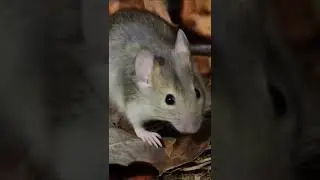 Mousemoves#mouselife#shorts