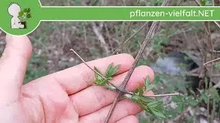 Gew&ouml;hnliche Waldrebe - Austrieb - 15.04.18 (Clematis vitalba) - Wildpflanzen-Bestimmung