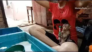Baby Monkey Dodo Take A Bath With Mom, In Summer