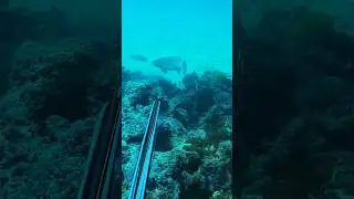 GIANT TROUT #fishing #spearfishing #spearfishingworld