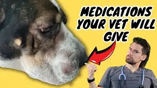 Dog ALLERGIC Reaction