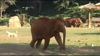 LekLek, The Naughty Baby Elephant Playtime With Dogs - ElephantNews