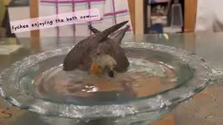 Conure + cockatiel bathing together = chaos 🤦🏻‍♀️ 