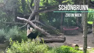 Sch&ouml;nbrunn - Zoo in Wien, зоопарк в Вене, панды, коалы, носороги, колибри и много очень интересного