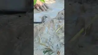 Field catfish skill catching! #shorts