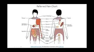 Somatic vs Autonomic Reflexes