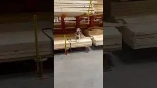 Are Dalmatians Aggressive Towards People?