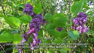 Adelma Vay 07 M&auml;rz