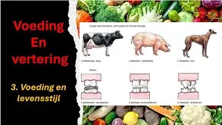 Voeding en vertering, 6. Planteneters, vleeseters en alleseters