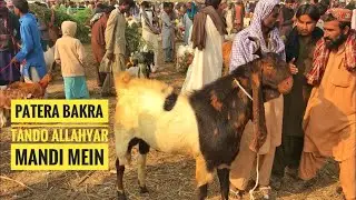 Tando Allah Yar Mandi Latest Price | Khobsurat Maal Munasib Rate | Nagra Farm