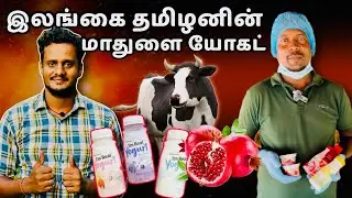 🔴சாதனை !! மாதுளை யோகட் 😱| Pomegranate yogurt in Jaffna | Village life farming 