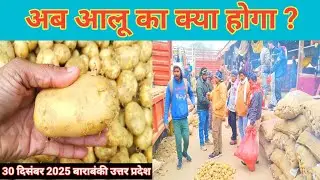 अब आलू का क्या होगा ? Aaj ka aalu ka bhav 🥔 aalu ka bhav 🥔 Barabanki sabji mandi 🥔 Shafeeq Barabanki