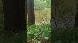 Прелести весеннего Печерского лесопарка. Природа ожила. #shorts #nature #spring #beauty