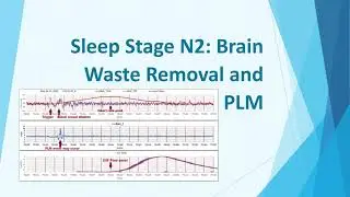 Sleep Stage N2: Brain Waste Removal and PLM