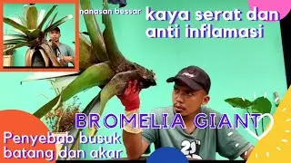 akar dan batang busuk pada tanaman BROMelia giant