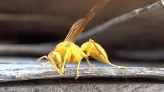 Yellow Paper Wasp picking wood pulp for building nest HD