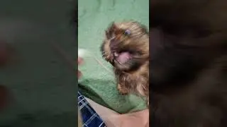 T&otilde;upuhtad ja k&otilde;rge kvaliteediga Shih Tzu kutsikad +37128241463