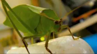 GREEN LEAF BUG KATYDID High Speed Slow Motion Slow Motion 300 fps Casio Exilim EX-F1