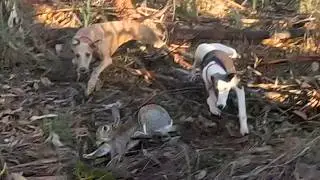&iexcl;Cacer&iacute;a con los Whippet! &iexcl;Mi Beagle Muestra como Perdiguero! Galgo vs Conejo 2024