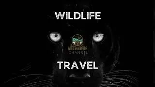 The Wild Wanderer  Live Stream