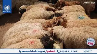 Your Qurbani 2021 being prepared - Crisis Aid