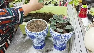 勤花非洲堇#养花人的乐趣 #一起养花African Honeycomb # Fun of Flower Growers # Growing Flowers Together