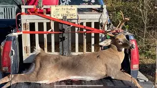 Buck Down - We boxed him in !! Deer hunting Beagles