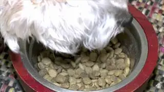 FOX59: Overweight Pet Epidemic