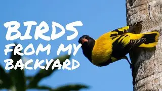 Bird photography | How to attract birds to your garden || Short documentary HD