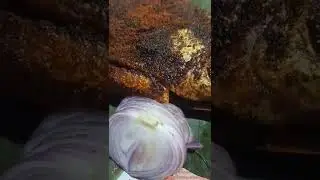 Yammy Fish Rost #fishfood #fishrost #fishworld #mrushtanna