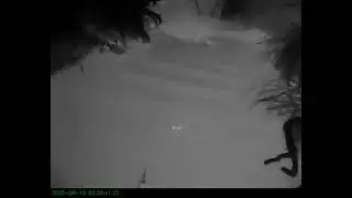 Testing thermal cameras for platypus detection