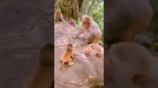 Mother love 😘 #mother #love #monkey