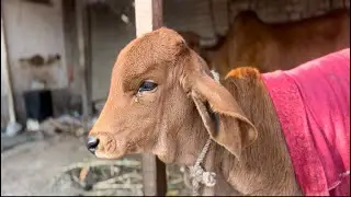 સુરત જાવા નીકળી ગયા