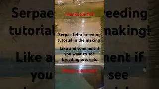 Serpae Tetra breeding tutorial! Black neon tetra breeding! #fishbreeding #aquarium #aquariumfish