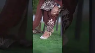 Latest partywear punjabi suit| trading salwar suit| #shorts #shorts video #koka #punjabi song #style