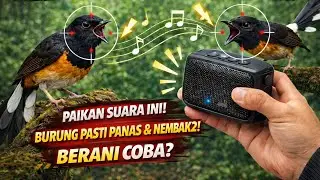  🔴BOCORAN‼️ Suara Pancingan dari Murai Batu Jawara Nasional