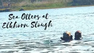 Amazing Kayaking with Sea Otters | Boppzworld