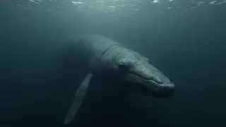 Sperm Whales: The Deepest Ocean Predators Explained