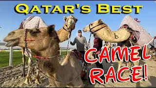 QATAR CAMEL RACE :  DOHA TOURIST TRAVEL FIFA WORLD CUP 2022 SIGHTSEEING