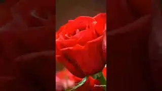 Red Rose Blooming 🌹✨ #rose​ #blooming​ #nature​ #shorts​ #shortsfeed​ #shortsvideo​ #