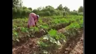 GOSSYPIUM's work with organic cotton farmers in India  - 4 Min