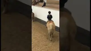 #equestrian #stopbiglick #bareback