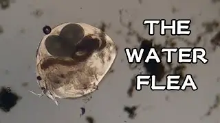 The Cladocera (water flea)