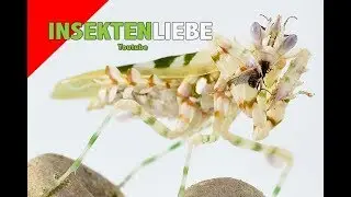 ❌Mantiden füttern | Thema Fliegen, Mantis feeding- Flying gnats
