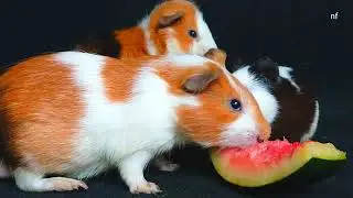 Cute pet guinea pig eating watermelon, ASMR mukbang pet world  