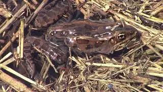 Rana croando croaking frog     Canada